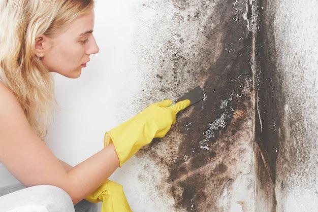 MivDom.ru | Как убрать плесень со стен в квартире в домашних условиях навсегда народными средствами